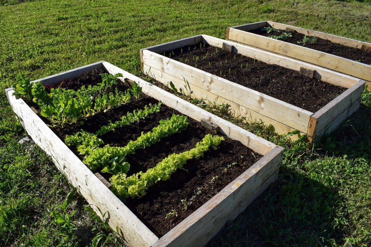 green vegtables inside a raised bed