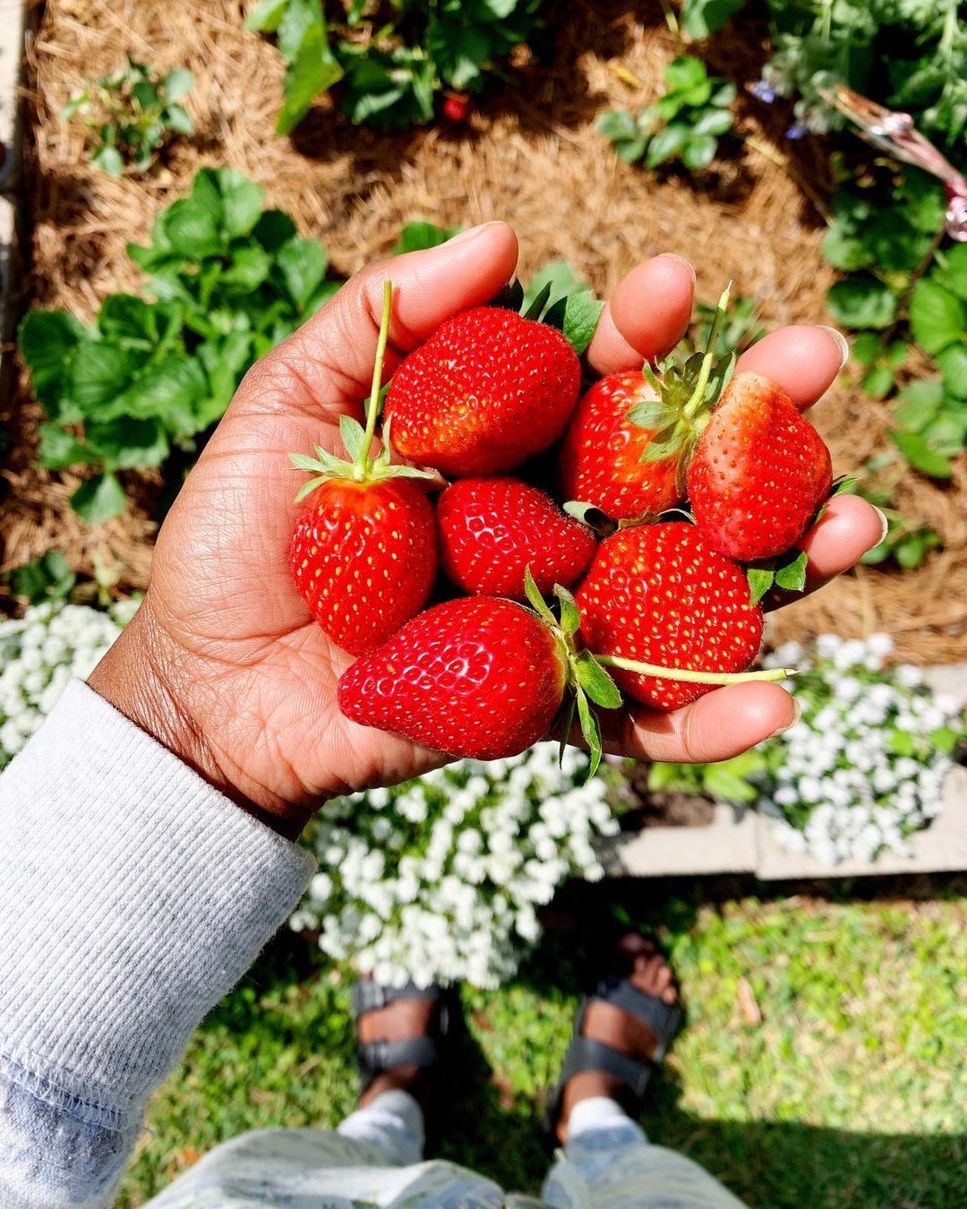 Strawberries in the hand of a garderner