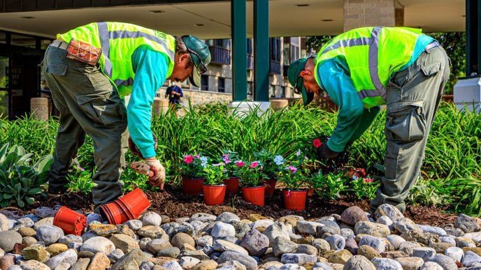 Lawncare workers installing plants