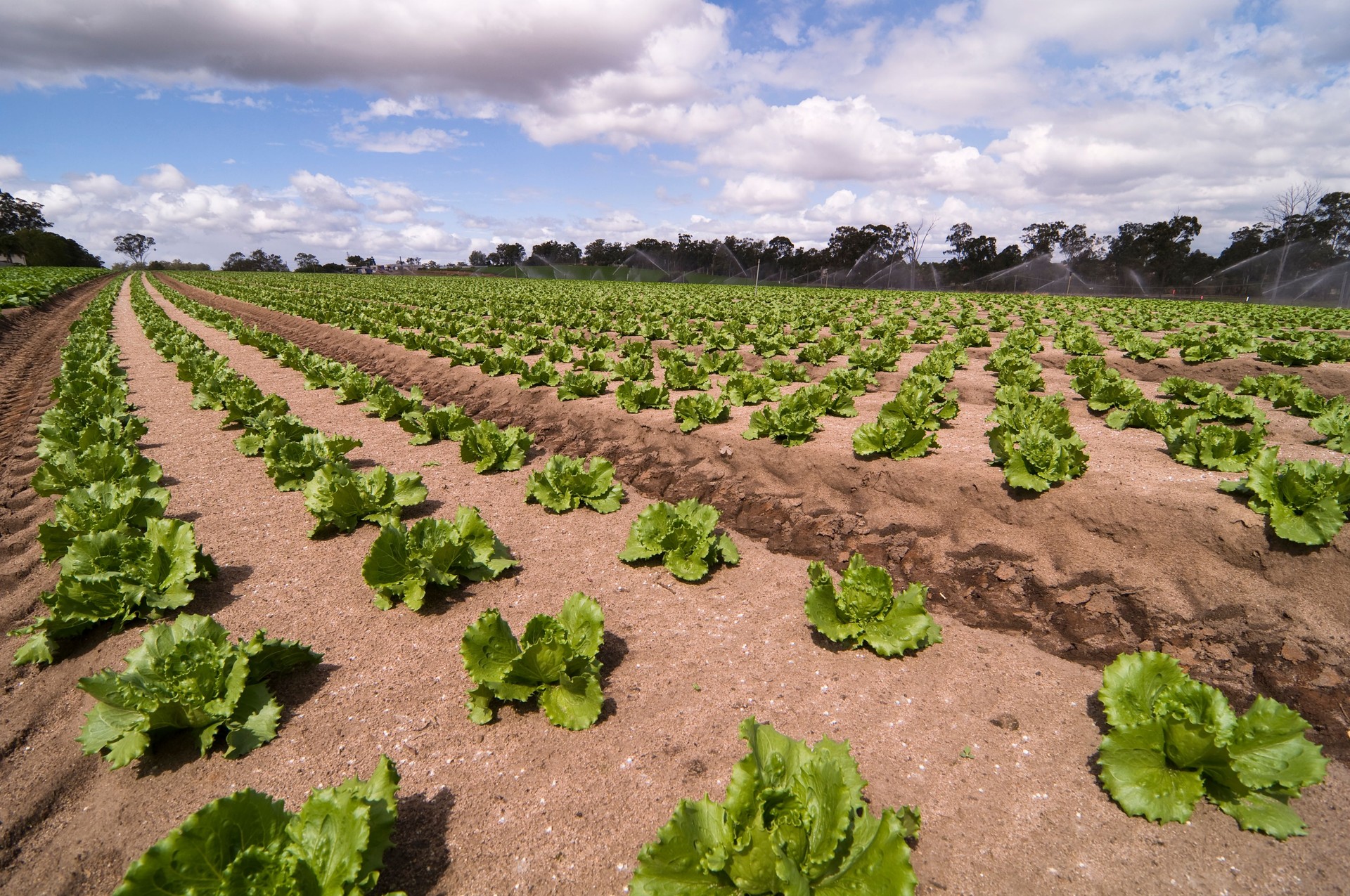 Agrculture and farms - leafy vegetables